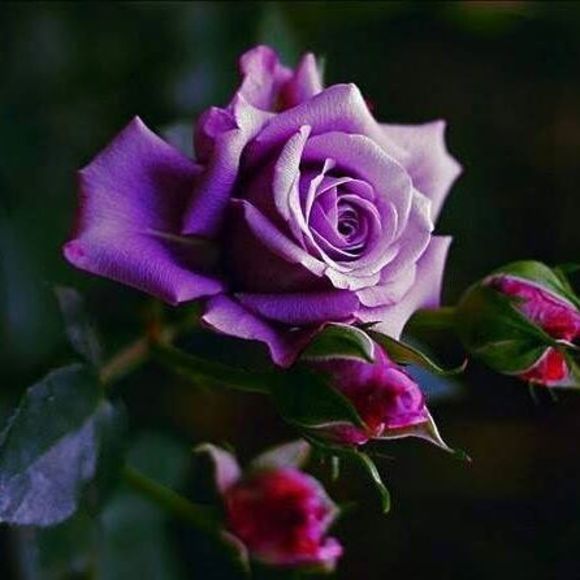 Meet your Posher, Sandra - Picture 1 of 1